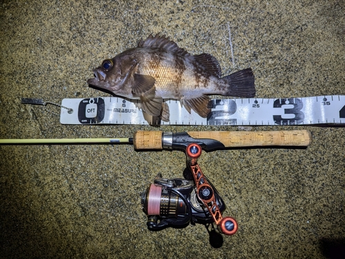 メバルの釣果