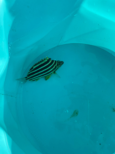 カゴカキダイの釣果