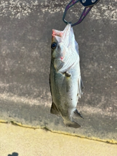 セイゴ（マルスズキ）の釣果