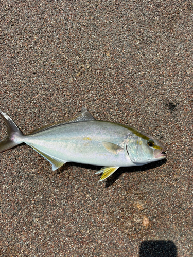 カンパチの釣果