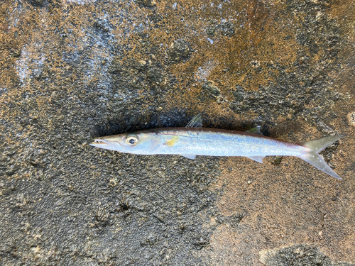 カマスの釣果