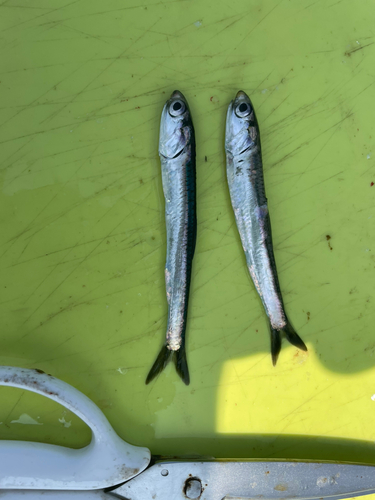 カタクチイワシの釣果