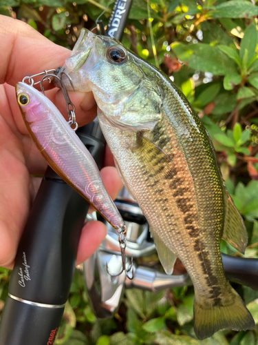 ブラックバスの釣果