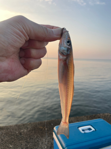 シロギスの釣果