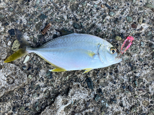 ロウニンアジの釣果