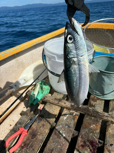 サバの釣果