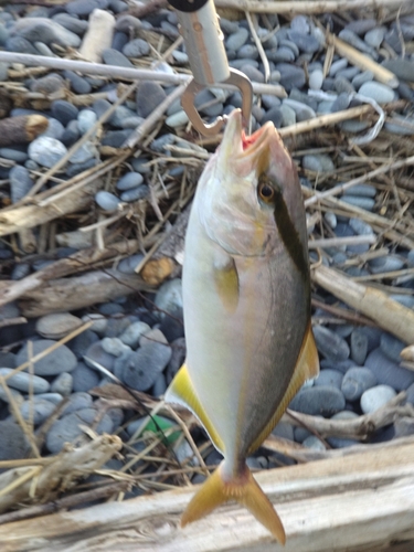 ショゴの釣果