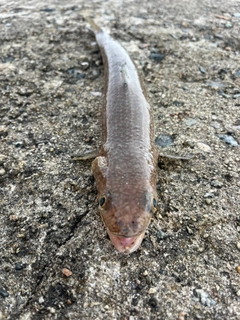 エソの釣果