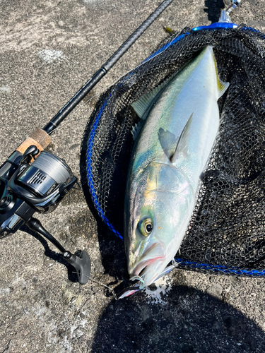 イナダの釣果