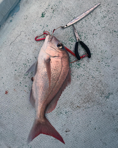 タイの釣果