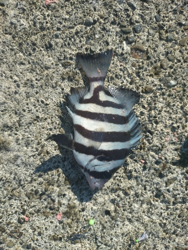 イシダイの釣果