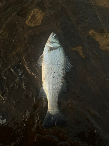 ヒラスズキの釣果