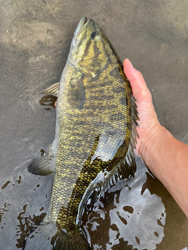 スモールマウスバスの釣果