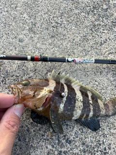 アオハタの釣果