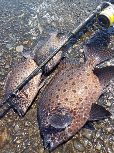 イシガキダイの釣果