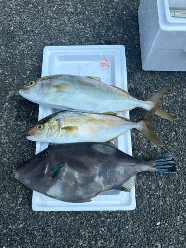 カンパチの釣果