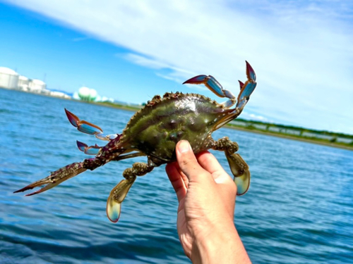 ワタリガニの釣果