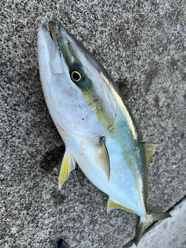 ワラサの釣果