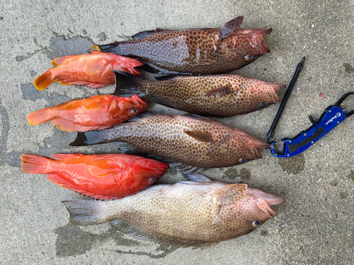 オオモンハタの釣果