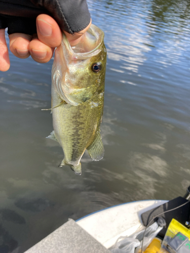 ラージマウスバスの釣果