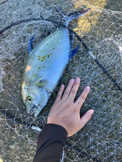 ナンヨウカイワリの釣果