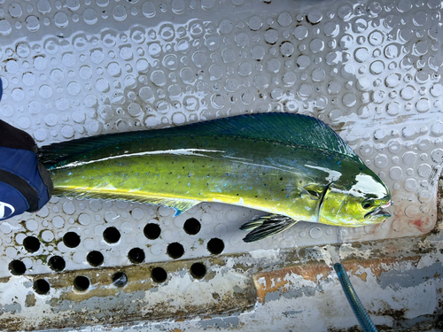 シイラの釣果