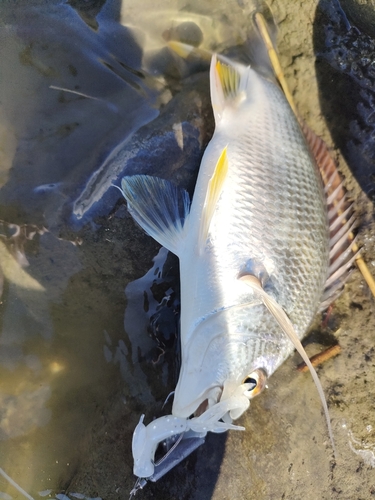 マゴチの釣果