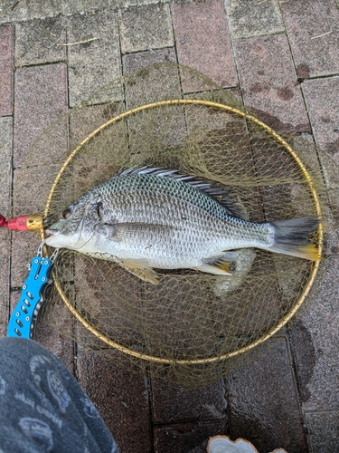 キビレの釣果