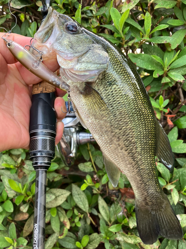 ブラックバスの釣果