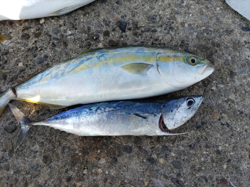 ワカナゴの釣果