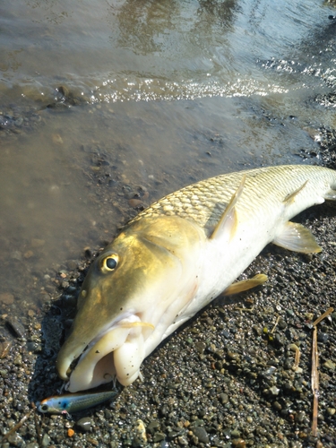 ニゴイの釣果