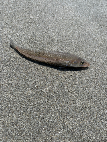 キスの釣果