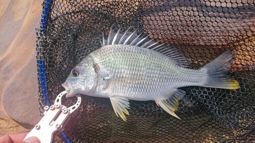 キビレの釣果