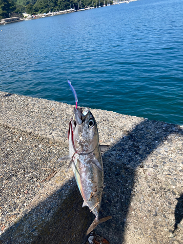 ソウダガツオの釣果