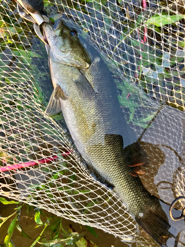 スモールマウスバスの釣果