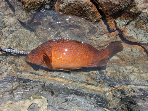 キジハタの釣果