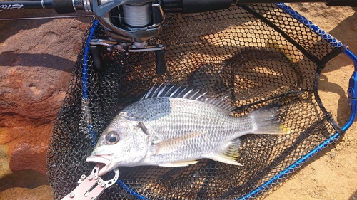 キビレの釣果