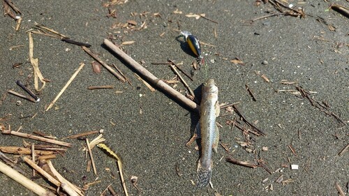 ハゼの釣果