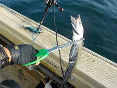 タチウオの釣果