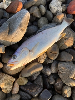 ニベの釣果