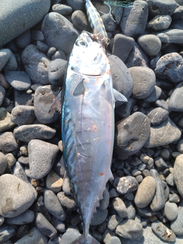 ソウダガツオの釣果