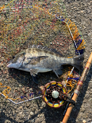 クロダイの釣果