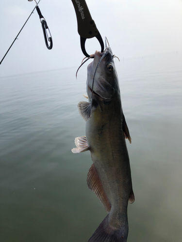 アメリカナマズの釣果