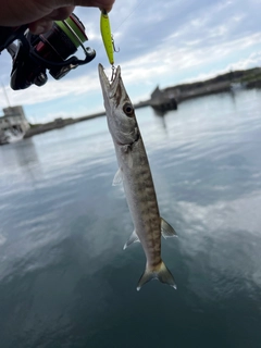 オニカマスの釣果