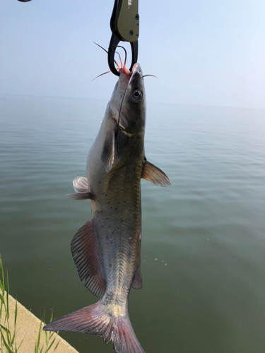 アメリカナマズの釣果