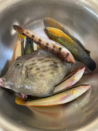 カワハギの釣果