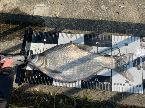 ダントウボウの釣果