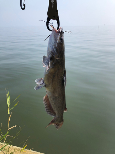 アメリカナマズの釣果