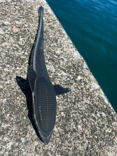 コバンザメの釣果