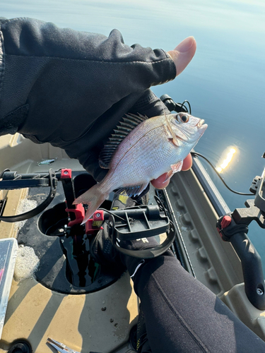 チャリコの釣果